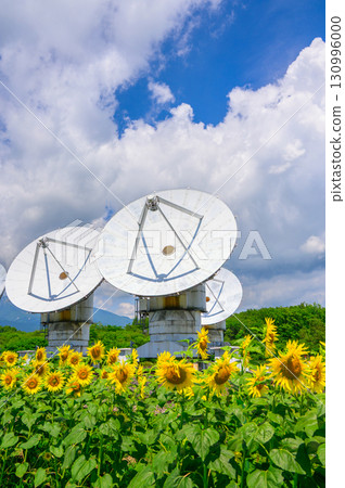 [National Astronomical Observatory of Japan Nobeyama Radio Observatory] Parabolic antenna and sunflowers [Minamimaki Village, Minamisaku District] 130996000
