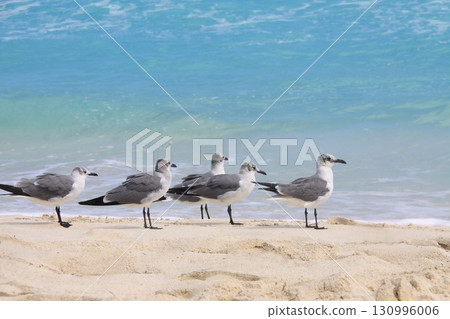 A group of gulls stands on a sandy beach 130996006