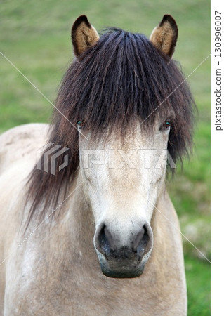 Close-up of an Icelandic horse with a thick, shaggy mane covering its forehead 130996007