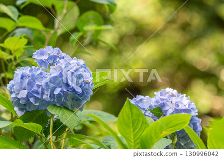 藍色繡球花 藍色繡球花 130996042