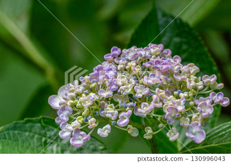 盛開的繡球花 130996043