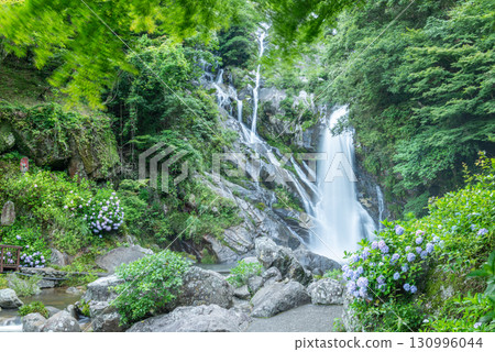 六月的見歸瀑布和繡球花 130996044