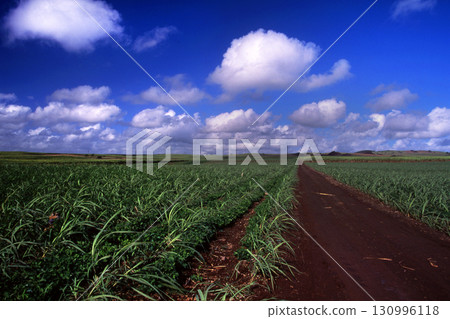 藍天和甘蔗領域 130996118