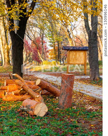 lumber logs on lawn with leaves in city park. fresh cut trees in autumn 130996146