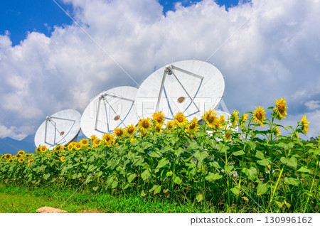 [國立天文台野邊山射電天文台] 拋物面天線與向日葵 [南佐久郡南牧村] 130996162