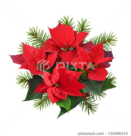 Holiday bouquet of red poinsettia flowers and spruce twigs for Christmas isolated on white 130996243