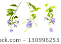 Duranta flower cutout (transparent background) 130996253