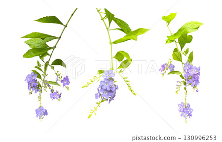 Duranta flower cutout (transparent background) Duranta flower cutout (transparent background) 130996253