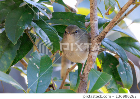 A warbler that announces spring but doesn't show up despite its familiar voice A warbler that announces spring but doesn't show up despite its familiar voice 130996262