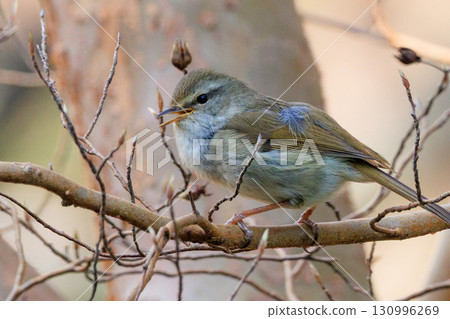 A warbler that announces spring but doesn't show up despite its familiar voice A warbler that announces spring but doesn't show up despite its familiar voice 130996269
