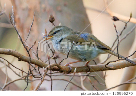 A warbler that announces spring but doesn't show up despite its familiar voice 130996270