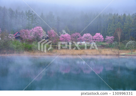 [仲卷湖] 晨霧與山櫻花 [聖高原] 130996331