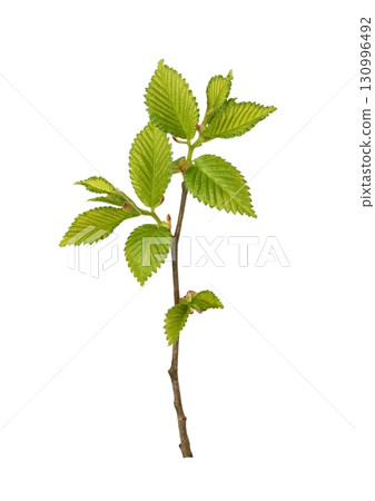 Fresh branch with spring green leaves isolated on white background Fresh branch with spring green leaves isolated on white background 130996492