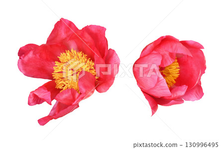 Set of beautiful coral peony flowers isolated on white background Set of beautiful coral peony flowers isolated on white background 130996495