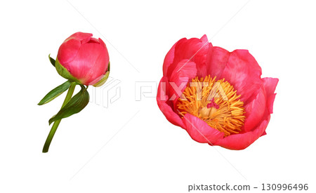 Set of beautiful coral peony flower and bud isolated on white background Set of beautiful coral peony flower and bud isolated on white background 130996496