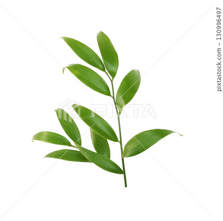 Green leaves at twig of italian ruscus (DANAE RACEMOSA) isolated on white background Green leaves at twig of italian ruscus (DANAE RACEMOSA) isolated on white background 130996497