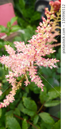 Astilbe flower with delicate pink plumes made of tiny blossoms, photographed in garden with green leaves, showing airy structure and ornamental beauty of perennial plant. Astilbe flower with delicate pink plumes made of tiny blossoms, photographed in garden with green leaves, showing airy structure and ornamental beauty of perennial plant. 130996512