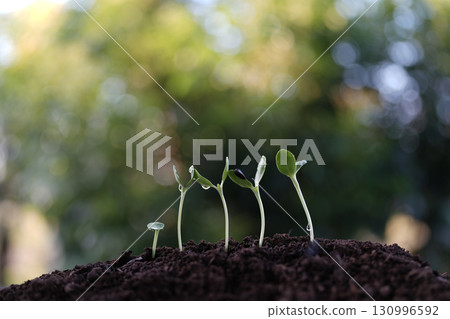 Sunlit macro view of emerging sunflower sprouts 130996592