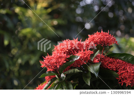 Red Glossy Ixora, Bunga Selang,Penabas, needdle tree flowers under sunlight Red Glossy Ixora, Bunga Selang,Penabas, needdle tree flowers under sunlight 130996594