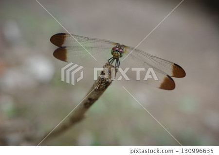 The Japanese damselfly has black spots on the tips of its wings, and its distinctive appearance can often be seen in rural areas from summer to autumn. The Japanese damselfly has black spots on the tips of its wings, and its distinctive appearance can often be seen in rural areas from summer to autumn. 130996635