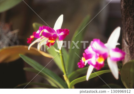 正片上拍攝的紅蘭花 正片上拍攝的紅蘭花 130996912