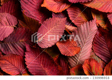 Autumn red elm leaves as background 130996918