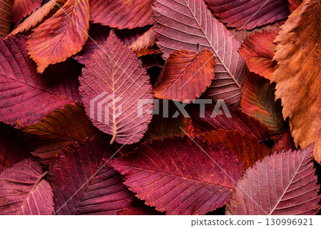 Autumn red elm leaves as background Autumn red elm leaves as background 130996921