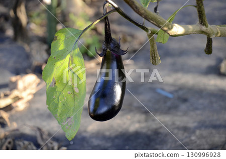 茄子的一個字段 130996928