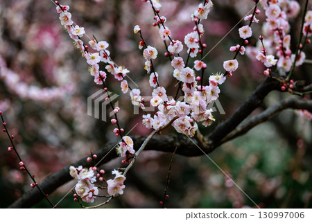 Ume, a flower that heralds spring Ume, a flower that heralds spring 130997006