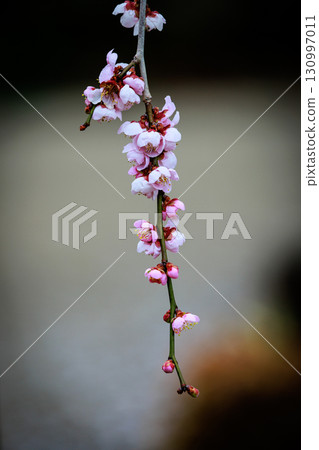 梅，預示著春天的花朵 130997011