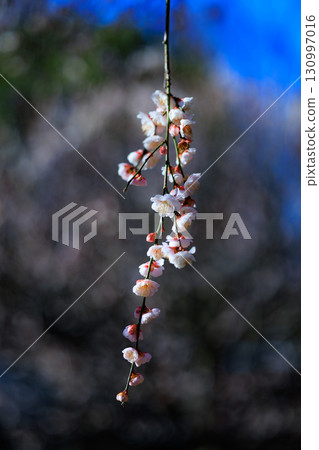 梅,預示著春天的花朵 梅,預示著春天的花朵 130997016