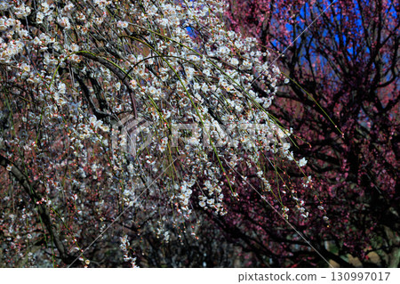 梅,預示著春天的花朵 梅,預示著春天的花朵 130997017