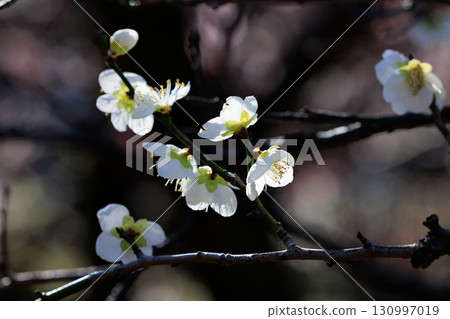梅，預示著春天的花朵 130997019