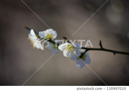 梅,預示著春天的花朵 梅,預示著春天的花朵 130997020
