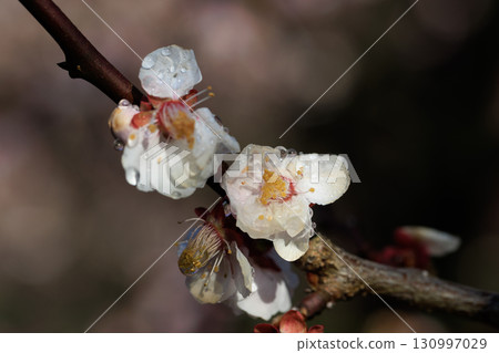 Ume, a flower that heralds spring 130997029