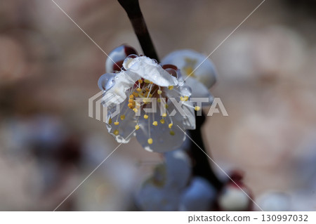 Ume, a flower that heralds spring 130997032
