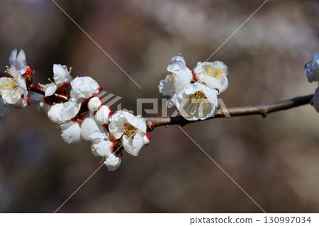 梅,預示著春天的花朵 梅,預示著春天的花朵 130997034