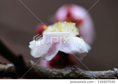 Ume, a flower that heralds spring Ume, a flower that heralds spring 130997040