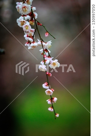 梅,預示著春天的花朵 梅,預示著春天的花朵 130997050