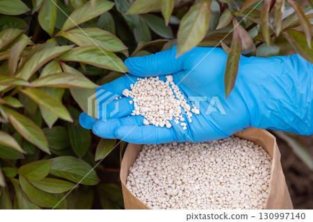 Fertilizing flowers in Spring. Hand of a gardener in blue glove applying granulated mineral fertilizer 130997140