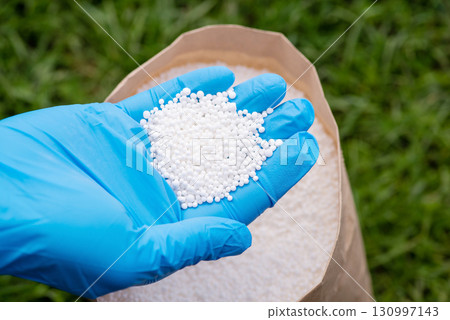 Hand in glove holding nitrogen fertilizer. Concept of fertilizing grass 130997143