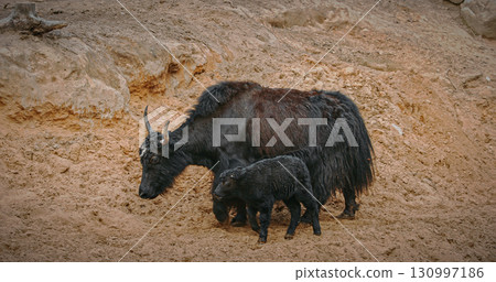 Mother yak with her calf in a picturesque rocky environment. 130997186