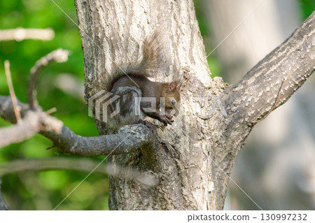 A Hokkaido squirrel resting on a branch of fresh greenery in early summer in Hokkaido A Hokkaido squirrel resting on a branch of fresh greenery in early summer in Hokkaido 130997232