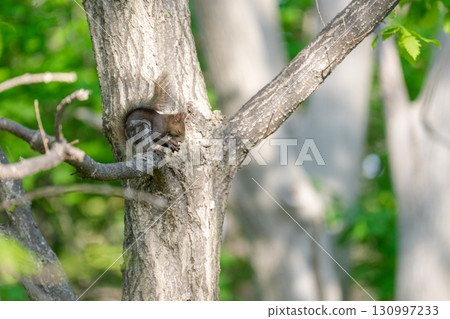 A Hokkaido squirrel resting on a branch of fresh greenery in early summer in Hokkaido A Hokkaido squirrel resting on a branch of fresh greenery in early summer in Hokkaido 130997233