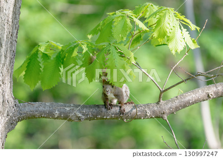 A Hokkaido squirrel resting on a branch of fresh greenery in early summer in Hokkaido A Hokkaido squirrel resting on a branch of fresh greenery in early summer in Hokkaido 130997247