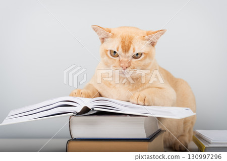 Burmese cat reading book at table - smart pet with books against blue wall with copy space Burmese cat reading book at table - smart pet with books against blue wall with copy space 130997296