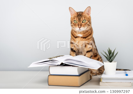 Bengal cat reading a book at the table - smart pet with books against a blue wall with space for text Bengal cat reading a book at the table - smart pet with books against a blue wall with space for text 130997297