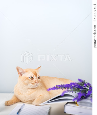 A Burmese cat with books and a notebook on the table is a smart pet at home. A Burmese cat with books and a notebook on the table is a smart pet at home. 130997301