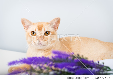 Portrait of a Burmese cat with amber eyes next to flowers. 130997302