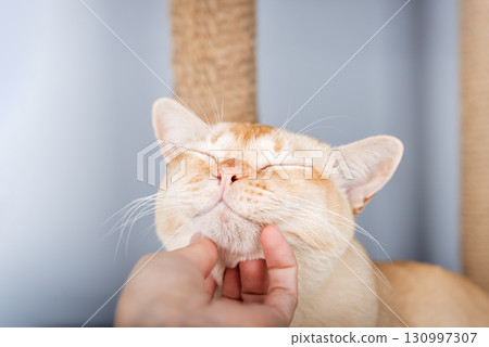 A womans hand gently scratches under the chin of a cream-colored Burmese cat. 130997307